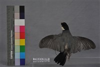 爪哇雀藏品圖，第13張